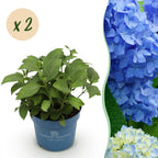 Green boutiQ - Gartenpflanze - Hydrangea Endless Summer The Original Blau - Hortensie - Winterhart - Blau - 2 Pflanzen - Topf 14cm - Höhe 20-25cm