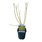 Green boutiQ - Arbustes - Cornus alba Flaviramea - Branches vertes - 1 plante - Caduc - Peu d'entretien - Pot 17cm Hauteur 45cm