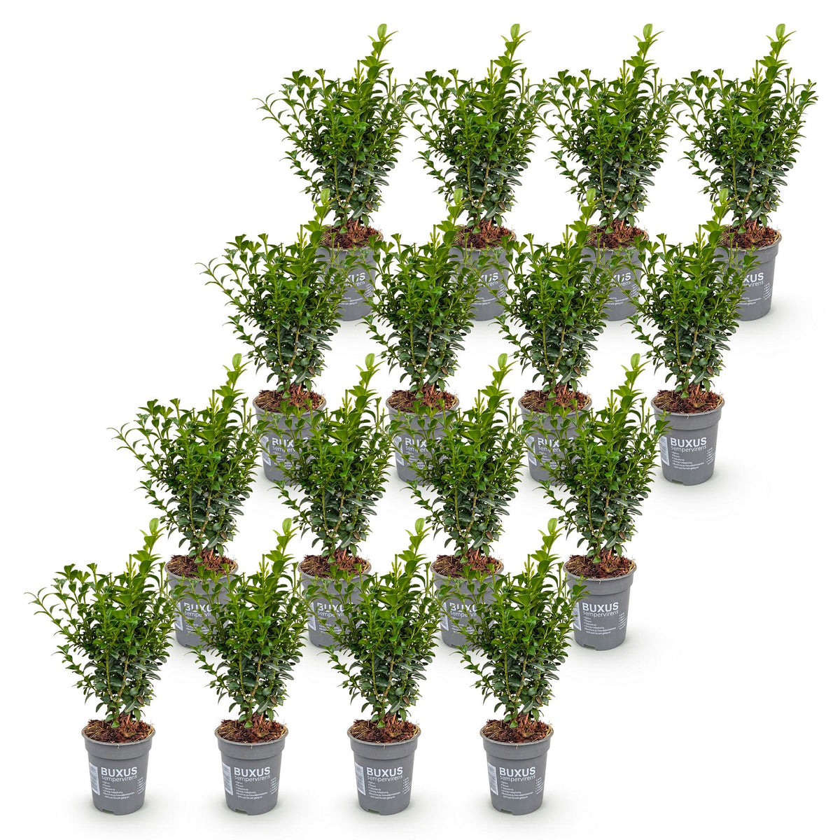 Green boutiQ - 16x Buxus sempervirens - Palmboompje - Haagplanten - Groenblijvend - Groen - Pot 9cm - Hoogte 20-25cm