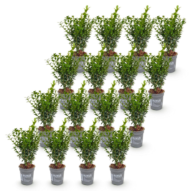 Green boutiQ - 16x Buxus sempervirens - Palmboompje - Haagplanten - Groenblijvend - Groen - Pot 9cm - Hoogte 20-25cm
