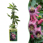 Passiflora Victoria - Passiflore Victoria - Rouge - Rose - Grimpante - Ø9cm - ↕35cm