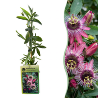 Passiflora Victoria - Victoria passionflower - Red - Pink - Climber - Ø9cm - ↕35cm