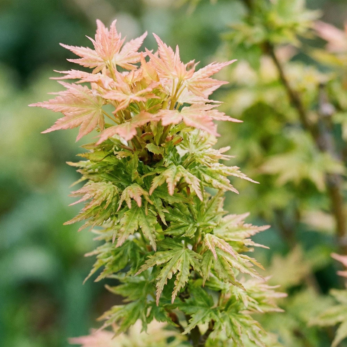 Green boutiQ - Plante de jardin - Acer palmatum Koto Hime - Érable du Japon - Caduc - Vert - 1 - Pot 26 cm - Hauteur 90 cm