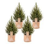 4x Picea glauca Conica - Dwarf Alberta Spruce - Green - Christmas tree - incl. jute bag - Ø17cm - ↕65cm