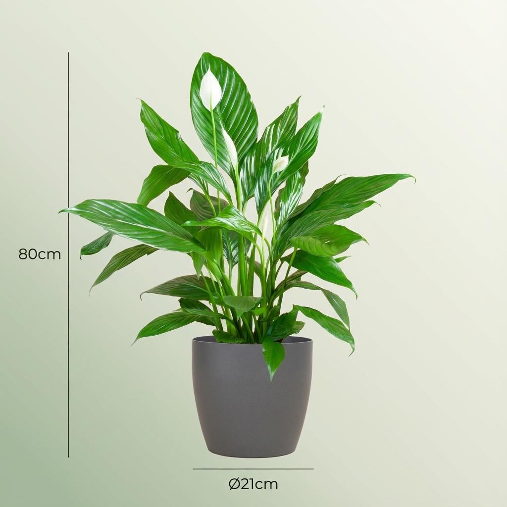 Green boutiQ - Plante d'intérieur - Fleur de lune - Spathiphyllum - Blanc - Entretien facile - 1 plante - avec pot gris - Pot 21cm - Hauteur 70 - 80cm