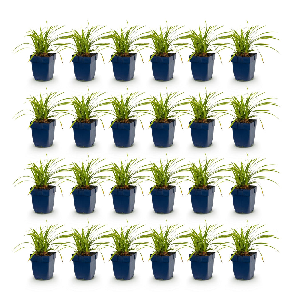 Green boutiQ - Gräser - Carex morrowii Ice Dance - Japan-Segge - Immergrün - Cremegrün - 24 Pflanzen - 11cm Topf - Höhe 15-25cm