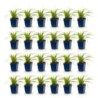 Green boutiQ - Gräser - Carex morrowii Ice Dance - Japan-Segge - Immergrün - Cremegrün - 24 Pflanzen - 11cm Topf - Höhe 15-25cm