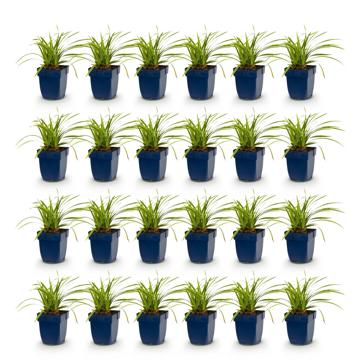 Green boutiQ - Gräser - Carex morrowii Ice Dance - Japan-Segge - Immergrün - Cremegrün - 24 Pflanzen - 11cm Topf - Höhe 15-25cm