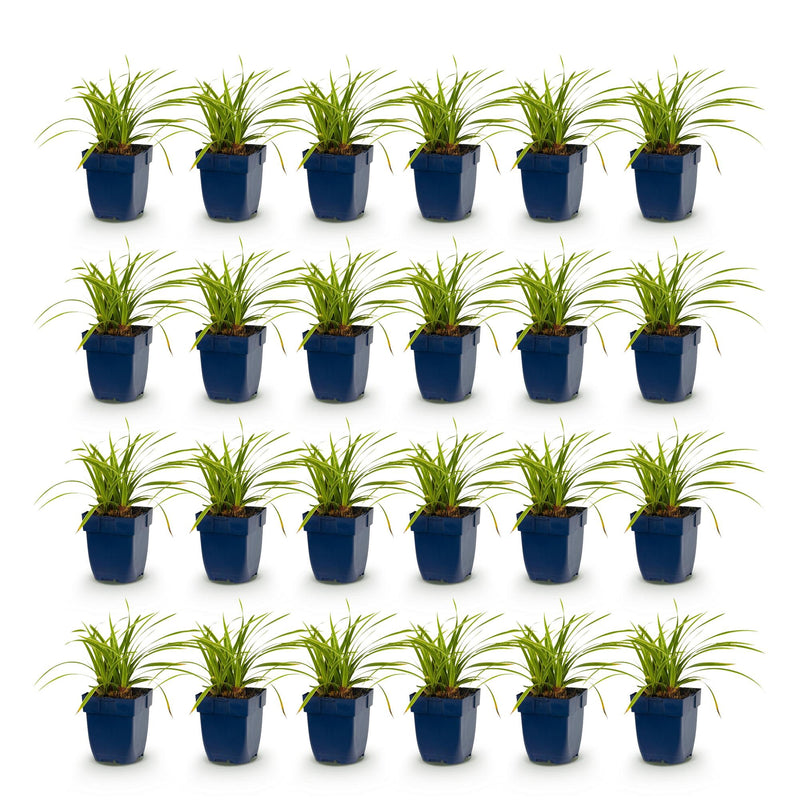 Green boutiQ - Grassen - Carex morrowii Ice Dance - Japanse Zegge - Groenblijvend - Creme-Groen - 24 Planten - Pot 11cm - Hoogte 15-25cm