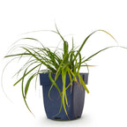 Green boutiQ - Graminées - Carex oshimensis Evergreen - Laîche du Japon - Persistant - Vert - 1 Plante - Pot 11cm - Hauteur 15-25cm