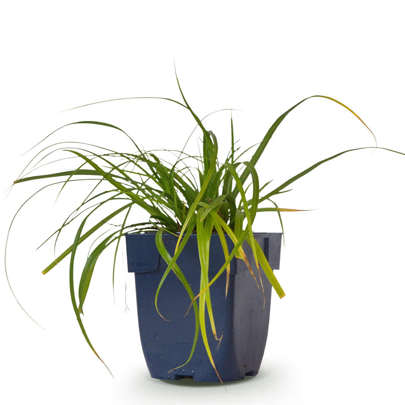 Green boutiQ - Grassen - Carex oshimensis Evergreen - Japanse Zegge - Groenblijvend - Groen - 1 Plant - Pot 11cm - Hoogte 15-25cm