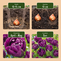 96x Tulipa Double Lilac - Dubbele lila tulp - Paars - Voorjaarsbloeier - Bolmaat 11/12