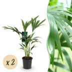 Green boutiQ - Zimmerpflanze - Howea Forsteriana - Kentia-Palme - Pflegeleicht - Grün - 2 Pflanzen - Topf 17cm - Höhe 70-75cm