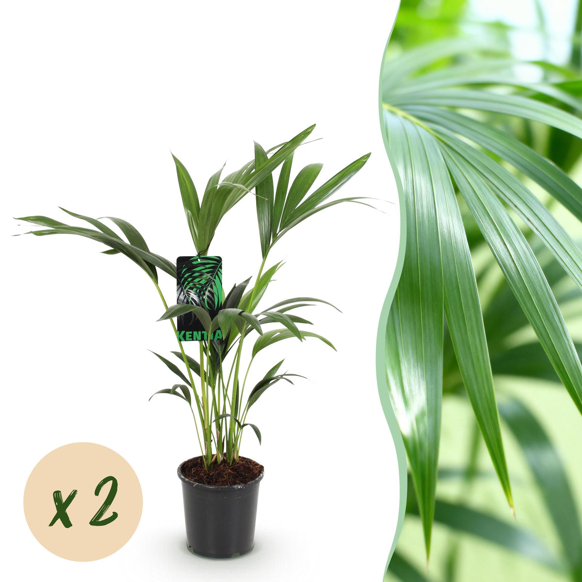 Green boutiQ - Zimmerpflanze - Howea Forsteriana - Kentia-Palme - Pflegeleicht - Grün - 2 Pflanzen - Topf 17cm - Höhe 70-75cm