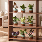 9x Baby Plants Surprise Box - Baby Plants Surprise Box - Various colours - Tropical - incl. Copper Reef - Ø6cm - ↕5-15cm