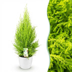 Green BoutiQ - Plantes d'intérieur - Cupressus Gold Crest Wilma - Conifère d'intérieur - Peu d'entretien - Vert - 1 plante - avec pot blanc - Pot 21cm - Hauteur 85-95cm