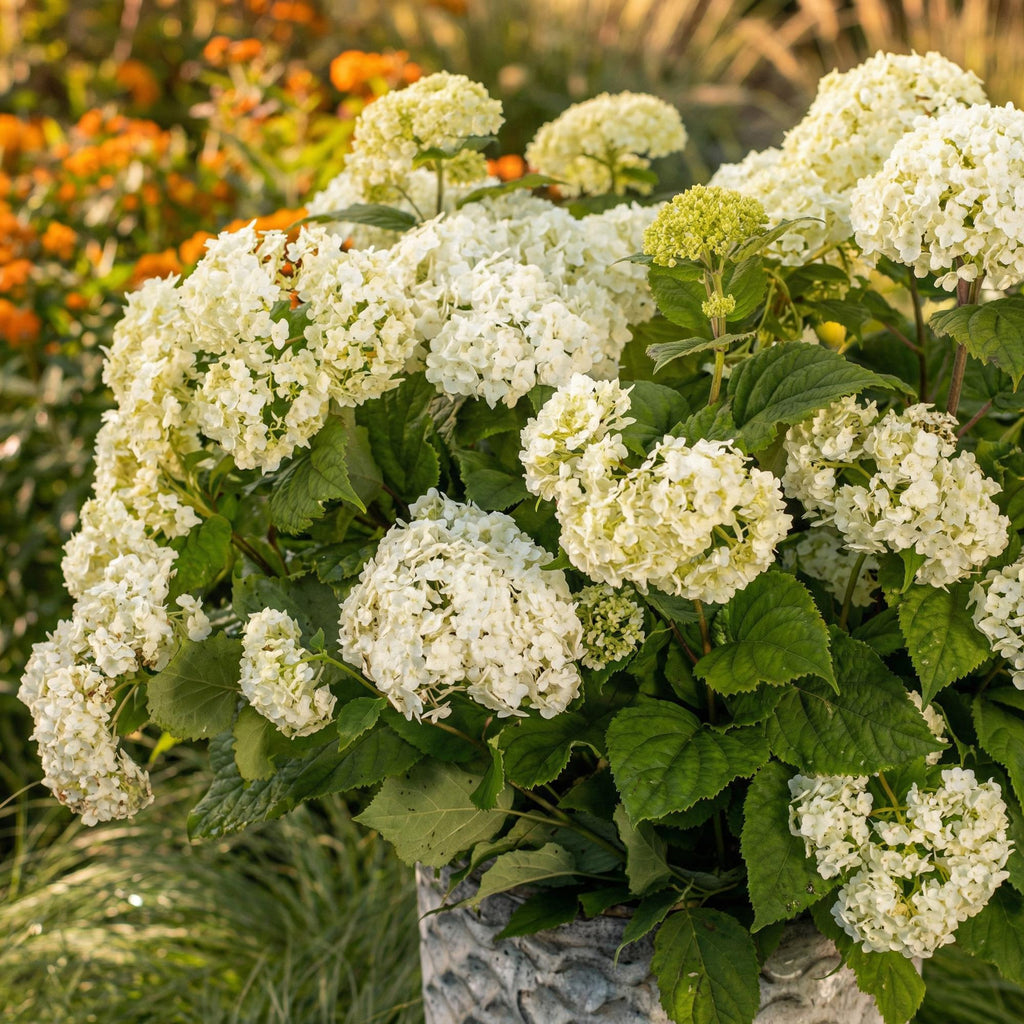 Green boutiQ - Plante de jardin - Hydrangea arborescens FlowerWOW - Hortensia - Rustique - Blanc - 3 plantes - Pot 14 cm - Hauteur 20-30 cm