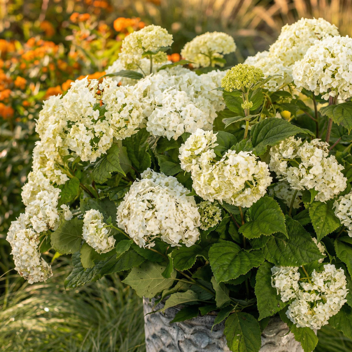 Green boutiQ - Plante de jardin - Hydrangea arborescens FlowerWOW - Hortensia - Rustique - Blanc - 3 plantes - Pot 14 cm - Hauteur 20-30 cm
