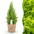 Green BoutiQ - Le vert, c'est... Plantes d'intérieur - Cupressus Gold Crest Wilma - Conifère d'intérieur - Peu d'entretien - avec panier - Vert - 1 Plante - Pot 21cm - Hauteur 85-95cm