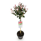 Green boutiQ - Plante sur tige - Photinia fraseri Carre Rouge - Plante de terrasse - Persistant - Rustique - Feuillage vert-rouge - Pot 19cm Hauteur 90cm
