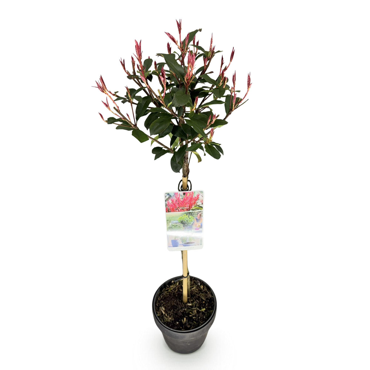 Green boutiQ - Plante sur tige - Photinia fraseri Carre Rouge - Plante de terrasse - Persistant - Rustique - Feuillage vert-rouge - Pot 19cm Hauteur 90cm