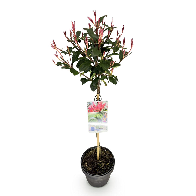 Green boutiQ - Plant op Stam - Photinia fraseri Carre Rouge - Terras Plant - Bladhoudend - Winterhard - Groen-Rood Blad - Pot 19cm Hoogte 90cm