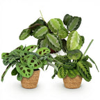Green boutiQ - Plante d'intérieur - Marantha Silverband, Marantha Lemon Lime, Marantha Kerchoveana - Plante prière - Plante adaptée aux animaux domestiques - Vert - 3 plantes - avec panier - Pot 12 cm - Hauteur 25 cm