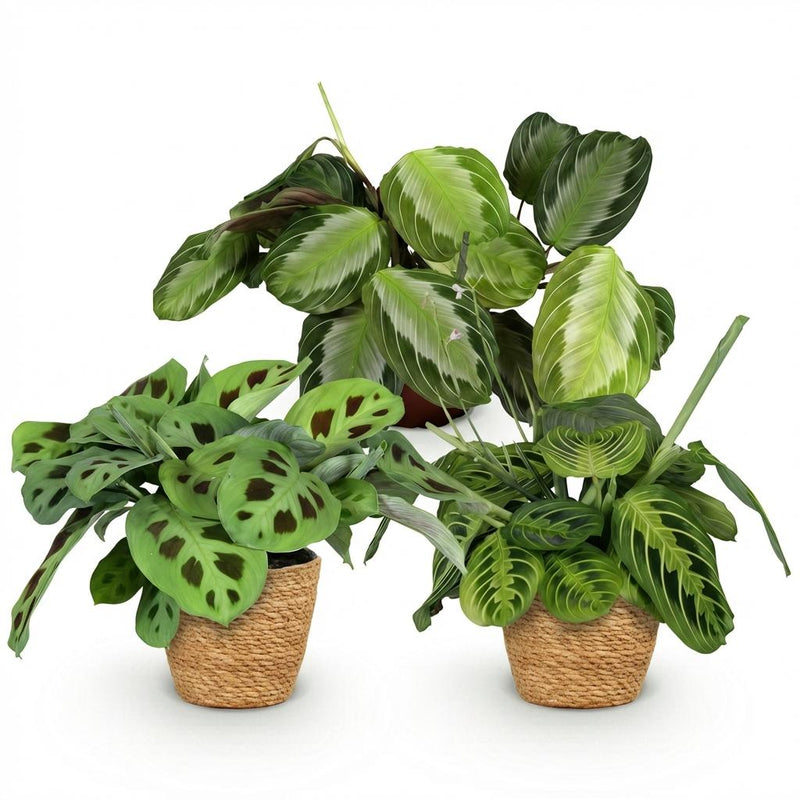 Green boutiQ - Kamerplant - Marantha Silverband, Marantha Lemon Lime Marantha Kerchoveana - Gebedsplant - Huisdiervriendelijke Plant - Groen - 3 Planten - met Mand - Pot 12cm - Hoogte 25cm