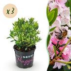 Green boutiQ - Zwerg-Rhododendron - Rhododendron Bloombux Light Pink - Blühender Buchsbaum - Pflegeleicht - Hellrosa Blüte - 3 Pflanzen - Topf 10,5cm - Höhe 20-25cm