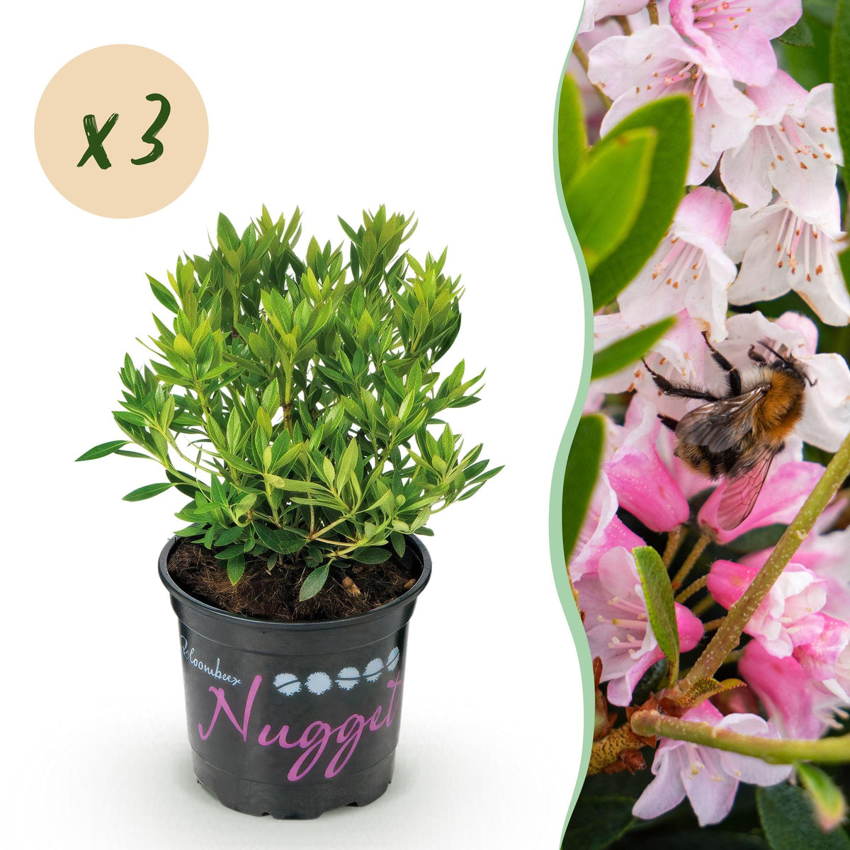 Green boutiQ - Rhododendron nain - Rhododendron Bloombux rose clair - Buis fleuri - Faible entretien - Fleur rose clair - 3 plantes - Pot 10,5 cm - Hauteur 20-25 cm