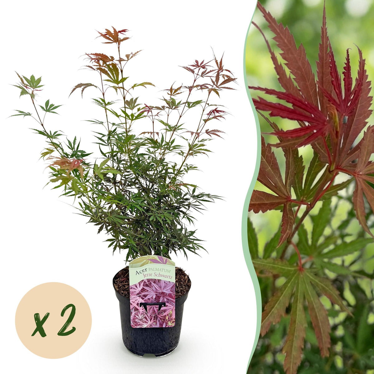 Green boutiQ - Plante de terrasse - Érable du Japon - Acer palmatum Jerre Swarts - Rouge foncé - 2 plantes - Caduc - Pot 19cm Hauteur 70cm