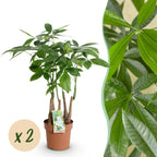 Green BoutiQ - Green is... Plantes d'intérieur - Pachira Aquatica multi-troncs - Arbre à argent - Entretien facile - Vert - 2 Plantes - Pot 17cm - Hauteur 50-55cm