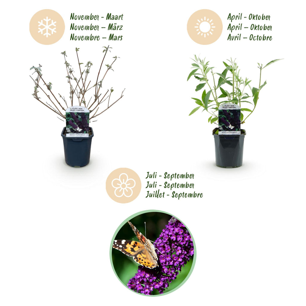 Green boutiQ - Plante de jardin - Buddleja davidii Black Night - Arbre aux papillons - Rustique - Violet - 1 Plante - Pot 17cm - Hauteur 45cm