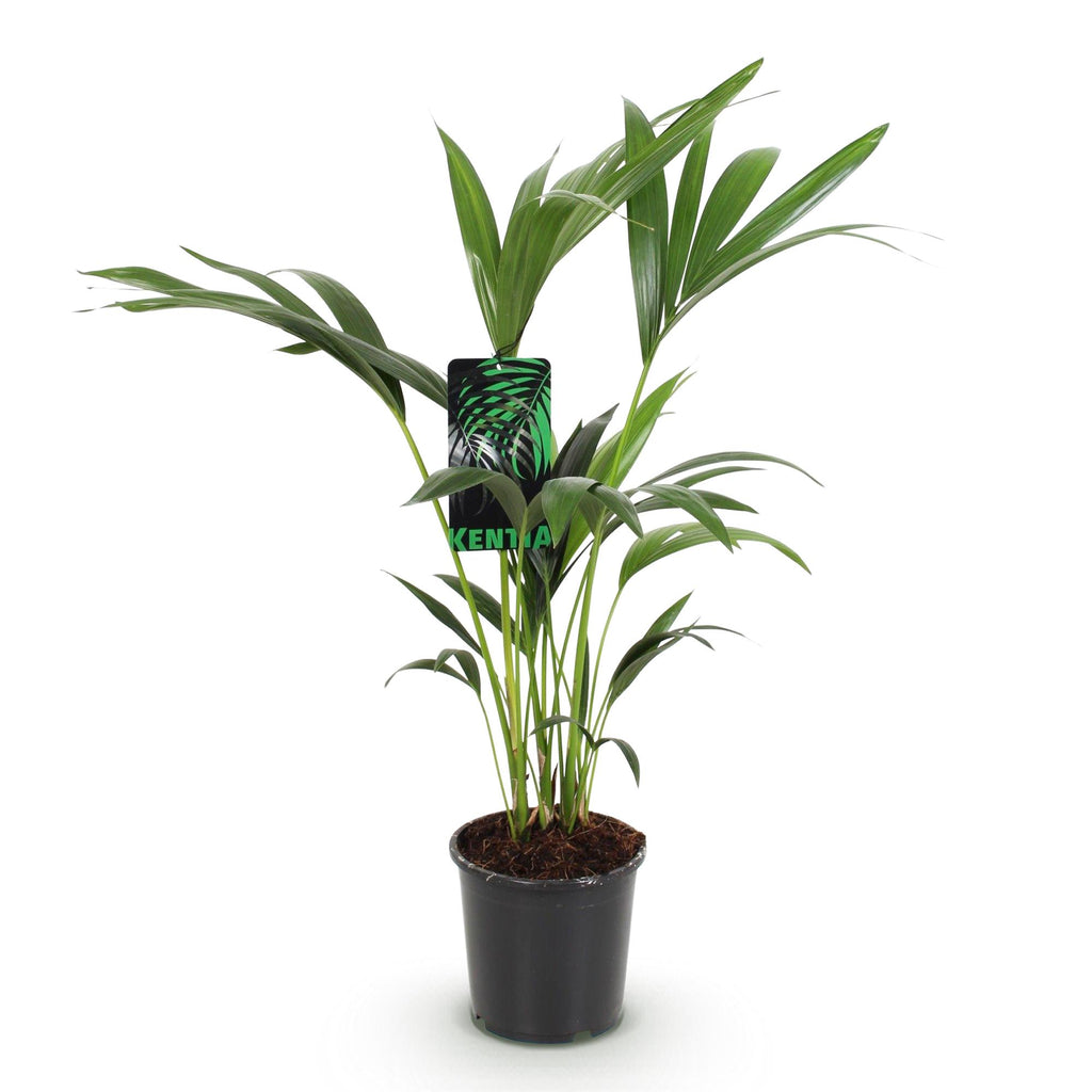 Green boutiQ - Plante d'intérieur - Howea Forsteriana - Palmier Kentia - Entretien facile - Vert - 1 plante - Pot 17cm - Hauteur 70-75cm