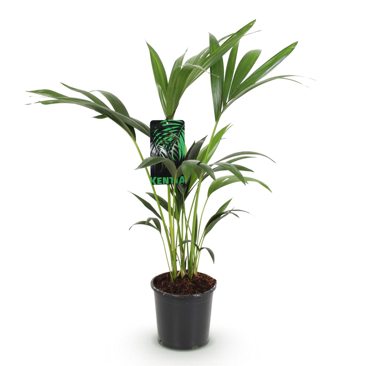 Green boutiQ - Plante d'intérieur - Howea Forsteriana - Palmier Kentia - Entretien facile - Vert - 1 plante - Pot 17cm - Hauteur 70-75cm