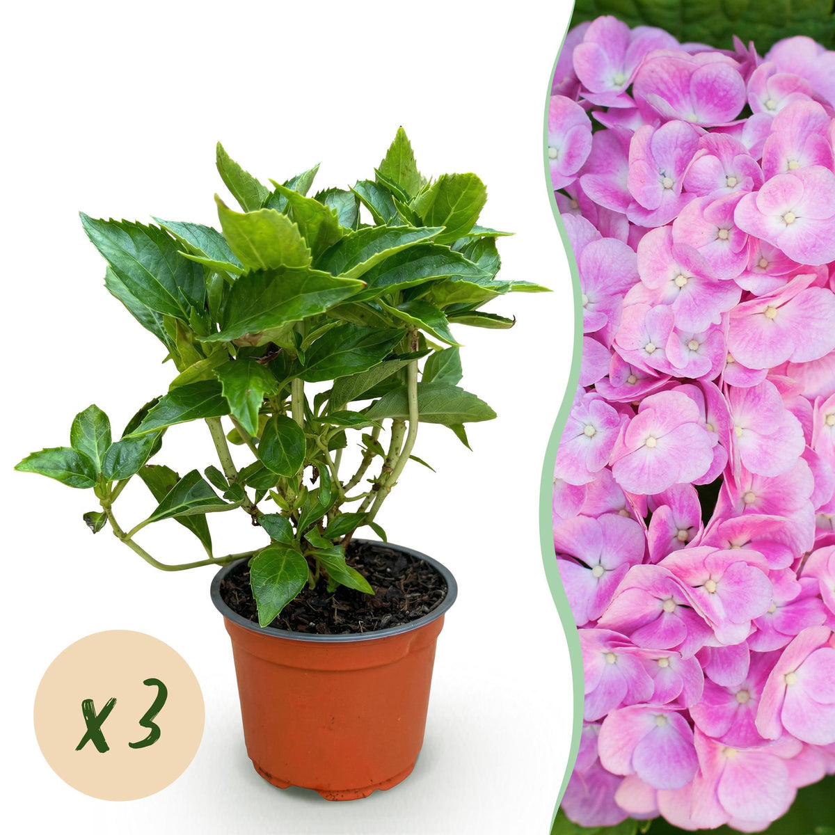 Green boutiQ - Gartenpflanze - Hydrangea macrophylla Rosa - Hortensie - Winterhart - Rosa - 3 Pflanzen - Topf 12cm - Höhe 20-30cm