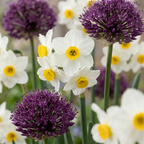 140x Bulbes pour jardin sec - Plantes à bulbes pour jardin sec - Divers - Floraison estivale - Calibre 10/12