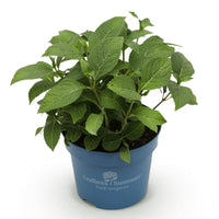 Green boutiQ - Tuinplant - Hydrangea Endles Summer Summer Love Red - Hortensia - Winterhard - Rood - 1 Plant - Pot 14cm - Hoogte 20-25cm