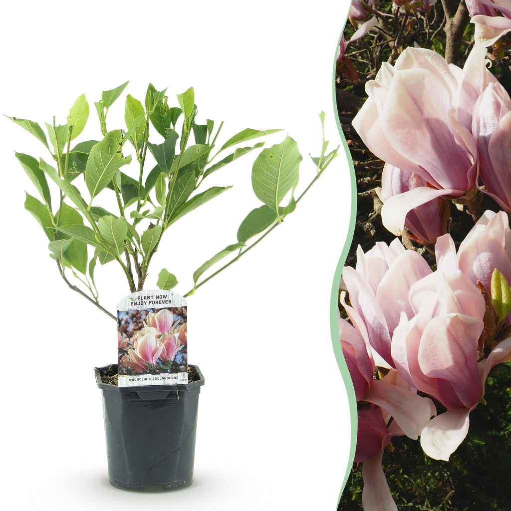 Green boutiQ - Arbustes - Magnolia Soulangiana - Fleurs rose clair - 1 plante - Caduc - Peu d'entretien - Pot 17cm Hauteur 45cm