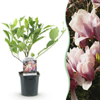 Green boutiQ - Arbustes - Magnolia Soulangiana - Fleurs rose clair - 1 plante - Caduc - Peu d'entretien - Pot 17cm Hauteur 45cm