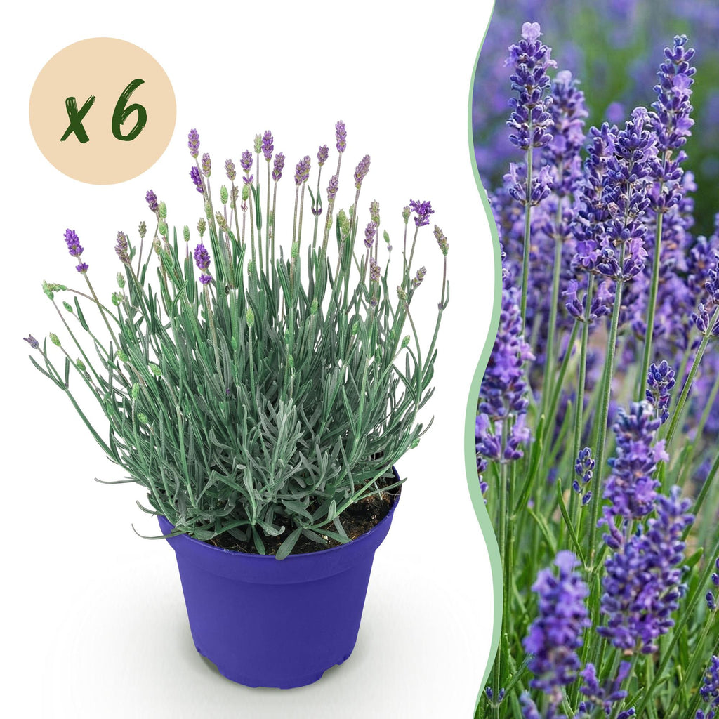 Green boutiQ - Plante de jardin - Lavandula angustifolia Hidcote - Lavande - Rustique - Violet - 6 plantes - Pot 12 cm - Hauteur 15-25 cm