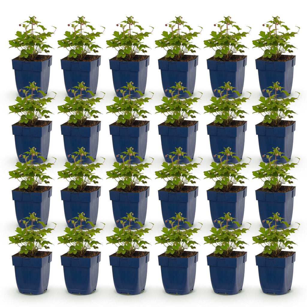 Green boutiQ - Stauden - Anemone Tricolour - Herbst-Anemone - Schatten - Dunkelrosa - Rosa - Weiß - 24 Pflanzen - Topf 11cm - Höhe 15-25cm