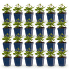 Green boutiQ - Stauden - Anemone Tricolour - Herbst-Anemone - Schatten - Dunkelrosa - Rosa - Weiß - 24 Pflanzen - Topf 11cm - Höhe 15-25cm