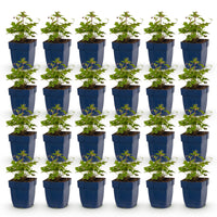 Green boutiQ - Vasteplant - Anemone Tricolour - Herfst Anemone - Schaduw - Donker Roze - Roze - Wit - 24 Planten - Pot 11cm - Hoogte 15-25cm