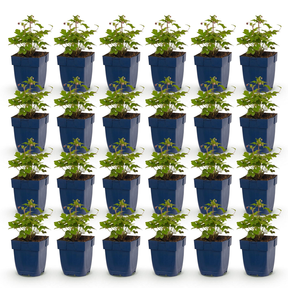 Green boutiQ - Stauden - Anemone Tricolour - Herbst-Anemone - Schatten - Dunkelrosa - Rosa - Weiß - 24 Pflanzen - Topf 11cm - Höhe 15-25cm