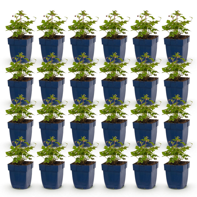 Green boutiQ - Vasteplant - Anemone Tricolour - Herfst Anemone - Schaduw - Donker Roze - Roze - Wit - 24 Planten - Pot 11cm - Hoogte 15-25cm