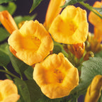 Green boutiQ - Bignone - Campsis radicans Flave - Fleur jaune - Peu d'entretien - 2 plantes - Pot 11cm Hauteur 40cm