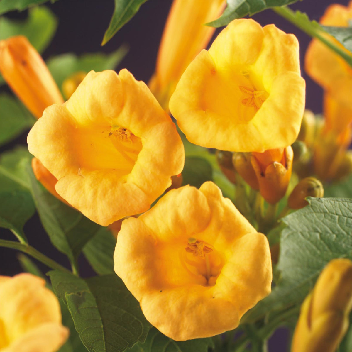 Green boutiQ - Bignone - Campsis radicans Flave - Fleur jaune - Peu d'entretien - 2 plantes - Pot 11cm Hauteur 40cm