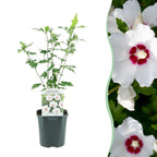 Green boutiQ - Arbustes - Hibiscus syriacus Red Heart - Fleur blanche à cœur rouge - 1 plante - Caduc - Peu d'entretien - Pot 17 cm, hauteur 45 cm