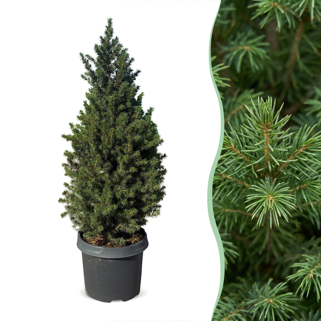 Picea glauca Conica - Dwarf Alberta Spruce - Green - Christmas tree - Ø23cm - ↕80cm